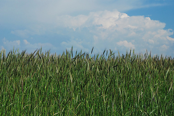 포토 JPG 해외이미지 나무 식물 구름 계절 음식 빵 줄기 백그라운드 밭 농업 자연 하늘 건조 건강 씨앗 풍경 사람없음 초록색 여름 파란색 태양 농장 농경지 노란색 맑음 식사 봄 수확 성장 시골 황금 낟알 시리얼 밀 보리 귀 장면 스파이크 밀짚 내추럴 숙성 호밀 수평선 해외202004 해외포토 자연요소 산업 컬러 날씨 곡류 신체부위 짚 생태계 파일형식 이미지허브