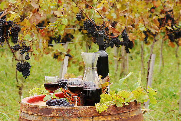 포토 JPG 해외이미지 잎 와인잔 과일 자연 유리 포도 통 사람없음 목재 빨간색 바구니 와인 알코올 양조장 해외202004 해외포토 나무 식물 컬러 술잔 재료 재질 주류 생태계 파일형식 이미지허브