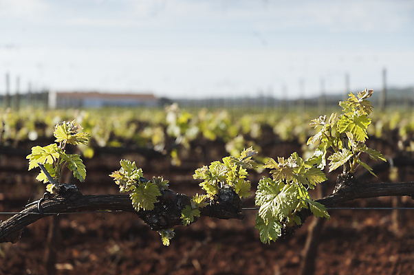 포토 JPG 해외이미지 계절 잎 농업 오렌지 사람없음 빨간색 초록색 노란색 흙 봄 성장 시골 발사 포르투갈 묘사 순환 포도밭 포도나무 파열 기르기 줄서기 해외202004 해외포토 식물 유럽 산업 컬러 밭 과일 모션 과일나무 돌봄 파일형식 이미지허브