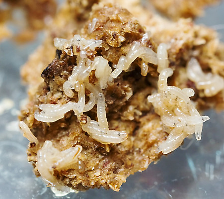 포토 JPG 해외이미지 동물 1 여자 남자 곤충 신체 날개 그림자 사람없음 야외 빨간색 초록색 컬러풀 갈색 노란색 계란 검은색 닫기 해충 질병 작음 수집 묘사 싱글 질감 부화 그런지 넘어짐 오싹 해외202004 해외포토 컬러 의학 모션 사람 알 벌레 크기 파일형식 이미지허브