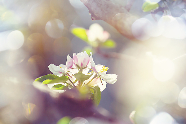 포토 JPG 해외이미지 나무 식물 계절 꽃잎 꽃 줄기 분홍색 백그라운드 잎 오렌지 자연 하늘 새로움 사람없음 야외 초록색 파란색 머리 우주 봄 성장 벚꽃 흰색 나뭇가지 축하 신선 개화 체리 사과 슛 부드러움 꽃수술 처음 해외202004 해외포토 컬러 컨셉 과일 신체부위 감각 생태계 파일형식 이미지허브