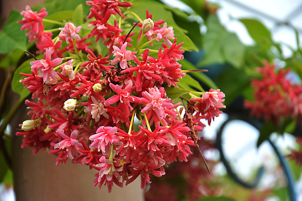 포토 JPG 해외이미지 식물 계절 꽃잎 꽃 분홍색 백그라운드 잎 꽃무늬 패턴 자연 벽지 산 사랑 사람없음 야외 장식 초록색 여름 빛 컬러풀 장미 정원 봄 벚꽃 흰색 마음 신선 개화 산호 달콤 덩굴 사인 원예 질감 포도나무 내추럴 많음 해외202004 해외포토 감정 컬러 컨셉 무늬 취미 자포동물 맛 과일나무 생태계 파일형식 이미지허브