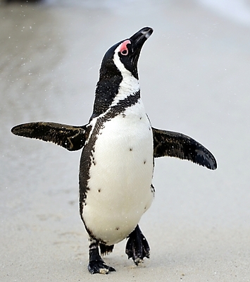 포토 JPG 해외이미지 동물 공원 야생동물 모래 바다 날개 가족 모션 아프리카 자연 조류 종류 사람없음 야외 물 검은색 산책 황무지 망토 펭귄 타운 멸종 남쪽 남아프리카 서쪽 전국 해외202004 해외포토 자연요소 공공시설 나라 컬러 관계 휴식 도시 방향 생태계 파일형식 이미지허브