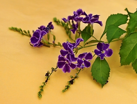 포토 JPG 해외이미지 식물 디자인 꽃 분홍색 꽃무늬 자연 사람없음 장식 초록색 스파 벚꽃 난초 우아함 아로마 해외202004 해외포토 컬러 컨셉 무늬 생태계 파일형식 이미지허브