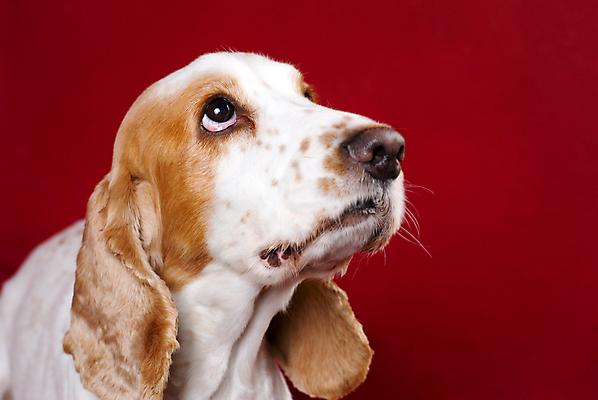 포토 JPG 해외이미지 응시 새끼 백그라운드 사람없음 빨간색 반려동물 스패니얼 관찰 기다림 유머 개 강아지 해외202004 해외포토 동물 시선 감정 컬러 포유류 모션 파일형식 이미지허브