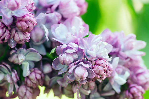 포토 JPG 해외이미지 식물 계절 꽃 꽃다발 백그라운드 잎 꽃무늬 추상 건강 선물 경사 사람없음 장식 세로 물 컬러풀 우주 정원 스파 봄 축하 신선 신용카드 개화 떨어짐 소프트포커스 5월 다발 제비꽃 향수 묘사 보케 냄새 부드러움 아로마테라피 라일락 샤워실 해외202004 해외포토 자연요소 컬러 컨셉 무늬 촬영기법 금융 화장품 감각 날짜 테라피 샤워시설 파일형식 이미지허브