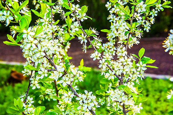 포토 JPG 해외이미지 나무 식물 디자인 계절 꽃잎 꽃 잎 꽃무늬 자연 새로움 사람없음 야외 장식 초록색 파란색 정원 맑음 봄 성장 벚꽃 흰색 나뭇가지 축하 신선 개화 체리 우아함 사과 과수원 원예 꽃수술 해외202004 해외포토 컬러 컨셉 무늬 농업 과일 날씨 취미 생태계 파일형식 이미지허브