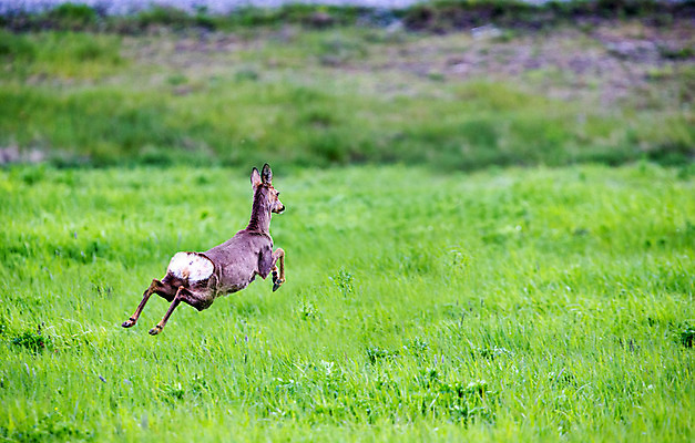 포토 JPG 해외이미지 여자 포유류 사슴 사람없음 암사슴 반추동물 해외202004 해외포토 동물 사람 암컷 파일형식 이미지허브