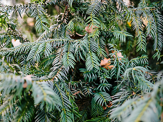 포토 JPG 해외이미지 나무 식물 디자인 계절 별 백그라운드 잎 크리스마스 겨울 패턴 자연 휴가 새로움 사람없음 장식 초록색 공백 흰색 나뭇가지 축하 소나무 모서리 닫기 숲 12월 연도 심볼 묘사 상록수 침엽수 전나무 내추럴 고립 엘리먼트 가문비나무 해외202004 해외포토 자연요소 기념일 컬러 컨셉 무늬 모션 날짜 생태계 파일형식 이미지허브