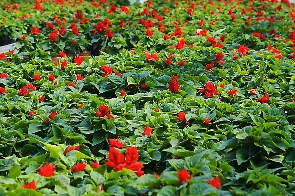 포토 JPG 해외이미지 식물 꽃 백그라운드 농업 자연 사람없음 장식 빨간색 초록색 여름 환경 정원 화목 봄 놀이방 성장 개화 냄비 원예 질감 조경 내추럴 모종 묘목 심기 영원 온실 해외202004 해외포토 나무 계절 산업 컬러 컨셉 모션 취미 솥 생태계 파일형식 이미지허브