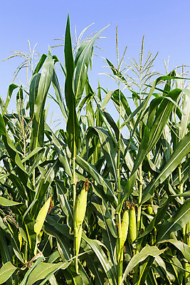 포토 JPG 해외이미지 식물 음식 줄기 밭 농업 다이어트 채소 자연 건강 옥수수 사람없음 초록색 여름 농장 노란색 환경 상점 활발 수확 신선 달콤 낟알 유기농 알맹이 날것 성분 해외202004 해외포토 웰빙 계절 산업 컬러 컨셉 곡류 맛 생태계 파일형식 이미지허브