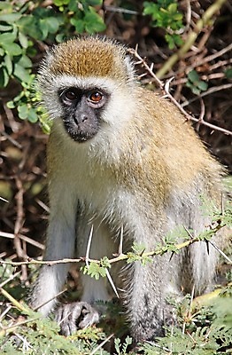 포토 JPG 해외이미지 동물 한마리 야생동물 포유류 아프리카 국립공원 앉기 사람없음 야외 원숭이 열대우림 사파리 유인원 침팬지 우간다 탄자니아 카피스페이스 해외202004 해외포토 멸종위기종 1 공원 나라 모션 공백 숲 파일형식 이미지허브