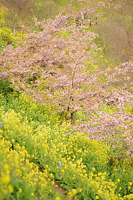 포토 JPG 해외이미지 나무 식물 계절 공원 꽃 아시아 백그라운드 잎 자연 하늘 풍경 사람없음 야외 세로 초록색 컬러풀 햇빛 노란색 환경 정원 일본 맑음 봄 활발 벚꽃 나뭇가지 도쿄 떨어짐 숲 유채 질감 자연백그라운드 카놀라 해외202004 해외포토 공공시설 나라 컬러 컨셉 날씨 태양 생태계 파일형식 이미지허브