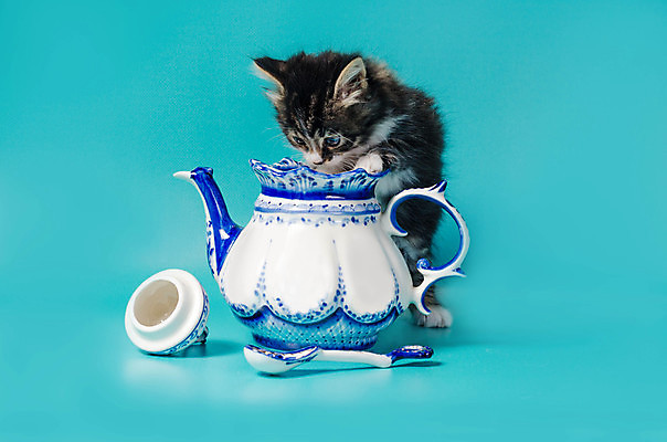 포토 JPG 해외이미지 동물 전통 그릇 식기 접시 앉기 사람없음 파란색 반려동물 숟가락 고양이 중국 기쁨 그리기 정상 찻주전자 굽기 호기심 얼룩무늬 도예가 러시아인 백자 캡모자 핸드메이드 해외202004 해외포토 서양인 직업 모자_잡화 감정 아시아 컬러 컨셉 무늬 포유류 모션 주전자 수저 도자기 구이 파일형식 이미지허브