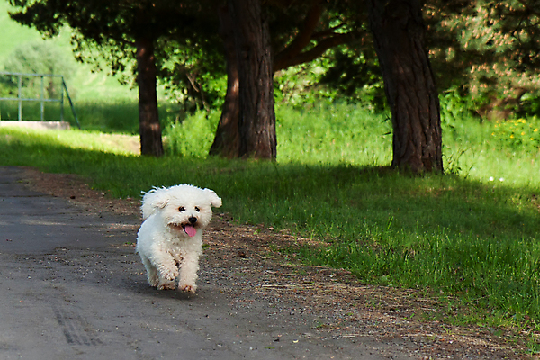 포토 JPG 해외이미지 동물 공원 교육 행복 신체 포유류 자연 사람없음 야외 초록색 여름 반려동물 달리기 점프 봄 흰색 개 강아지 작음 해외202004 해외포토 계절 공공시설 감정 컬러 모션 크기 생태계 파일형식 이미지허브