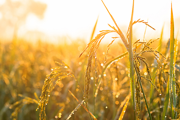 포토 JPG 해외이미지 식물 음식 백그라운드 농업 자연 하늘 밥 아침 옥수수 풍경 사람없음 초록색 여름 빛 농작물 태양 농장 농경지 노란색 일출 맑음 일몰 수확 흰색 시골 황금 밀 내추럴 논밭 밭일 해외202004 해외포토 주간 자연요소 계절 산업 컬러 밭 날씨 곡류 논 노을 생태계 파일형식 이미지허브