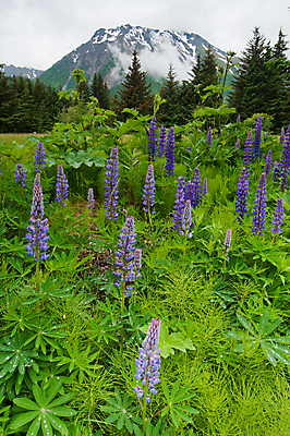 포토 JPG 해외이미지 구름 꽃 여행 자연 하늘 날씨 산 풍경 사람없음 초록색 보라색 안개 황무지 라벤더 흐림 알래스카 내추럴 그리너리 해외202004 해외포토 자연요소 식물 컬러 미국 허브 생태계 파일형식 트랜드컬러 이미지허브