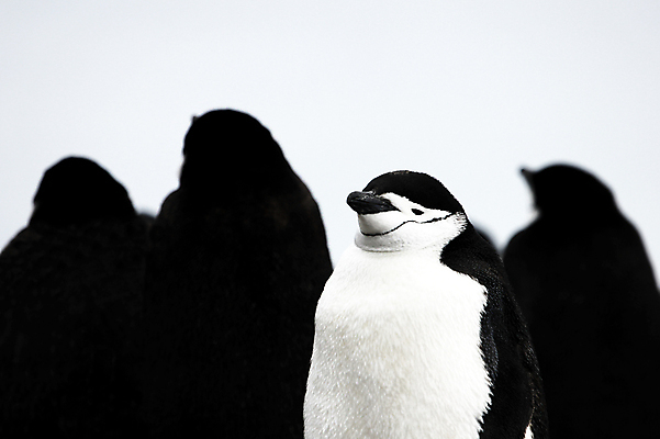 포토 JPG 해외이미지 동물 야생동물 바다 여행 겨울 자연 조류 풍경 사람없음 물 달리기 얼음 검은색 흐름 추위 남극 북극 사파리 펭귄 부리 봉 빙산 북쪽 남쪽 식민지 해외202004 해외포토 자연요소 계절 컬러 컨셉 모션 극지방 방향 생태계 파일형식 이미지허브