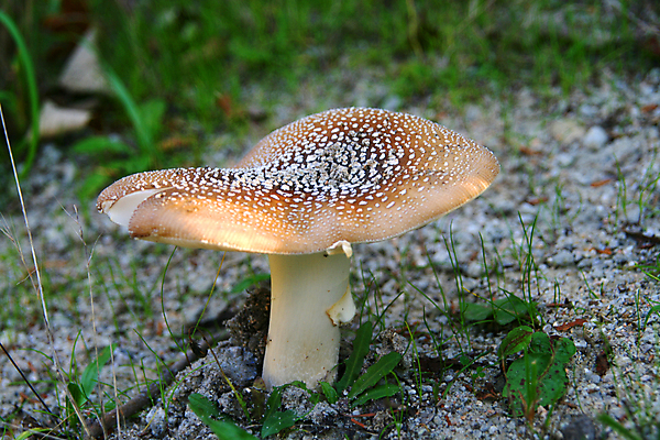 포토 JPG 해외이미지 식물 채소 우산 재료 자연 피자 건강 사람없음 목재 초록색 갈색 노란색 식사 버섯 성장 가을 신선 닫기 맛 숲 수집 유기농 내추럴 곰팡이 식용 이국적 해외202004 해외포토 나무 웰빙 계절 컬러 컨셉 모션 패스트푸드 서양음식 생태계 파일형식 이미지허브