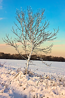 포토 JPG 해외이미지 나무 영어 유럽 겨울 하늘 영국 잉글랜드 사람없음 세로 파란색 맑음 얼음 검은색 회색 흰색 나뭇가지 시골 고독 큼 장면 동쪽 남쪽 구성 방법 서쪽 서식스 해외202004 해외포토 자연요소 식물 문자 계절 감정 나라 컬러 날씨 크기 방향 파일형식 이미지허브
