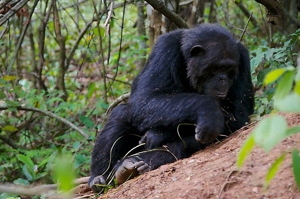 포토 JPG 해외이미지 동물 한마리 야생동물 포유류 아프리카 국립공원 앉기 사람없음 야외 원숭이 열대우림 사파리 유인원 침팬지 우간다 탄자니아 카피스페이스 해외202004 해외포토 멸종위기종 1 공원 나라 모션 공백 숲 파일형식 이미지허브