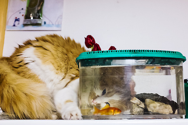 포토 JPG 해외이미지 동물 응시 컨셉 오렌지 자연 유리 놀이 표정 어류 앉기 사람없음 물 반려동물 고양이 기다림 사발 위험 큼 무서움 유혹 배고픔 호기심 금붕어 사냥 수족관 해외202004 해외포토 자연요소 시선 감정 과일 포유류 모션 재질 수중동물 사기그릇 크기 생태계 파일형식 이미지허브