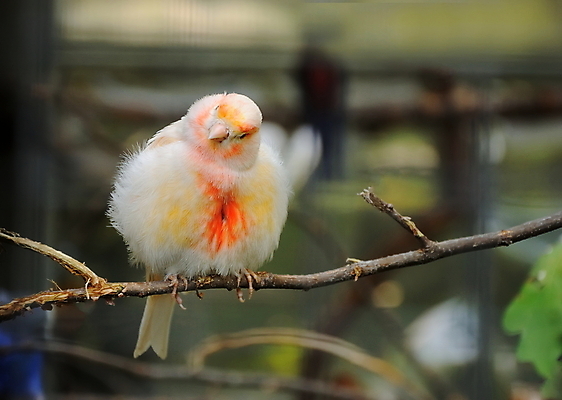 포토 JPG 해외이미지 나무 동물 척추동물 야생동물 오렌지 자연 조류 종류 앉기 사람없음 컬러풀 노란색 정원 나뭇가지 황무지 작음 깃털 부리 새장 동물상 해외202004 해외포토 식물 컬러 과일 모션 조형물 크기 생태계 케이지 파일형식 이미지허브