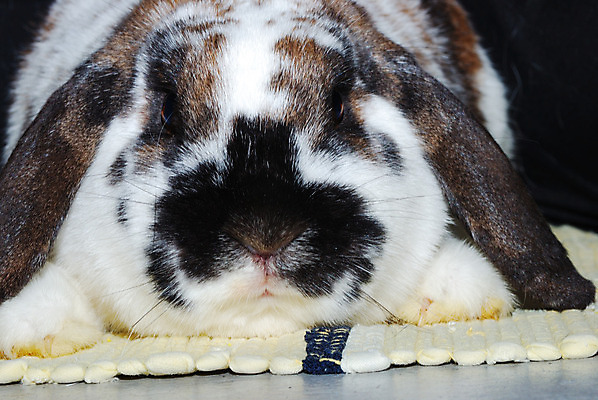 포토 JPG 해외이미지 동물 어린이 포유류 부활절 털 사람없음 반려동물 갈색 귀여움 검은색 흰색 토끼 달콤 설치류 모피 만족 귀 부드러움 솜털 해외202004 해외포토 기념일 감정 컬러 컨셉 사람 신체부위 감각 맛 파일형식 이미지허브