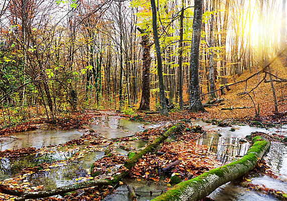 포토 JPG 해외이미지 주간 나무 자연 산 사람없음 야외 햇빛 가을풍경 가을 개울 산속 우크라이나 해외202004 해외포토 자연요소 식물 계절 유럽 풍경 강 태양 생태계 파일형식 가을_계절 이미지허브