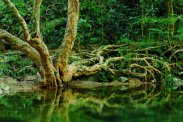 포토 JPG 해외이미지 나무 공원 야생동물 여행 백그라운드 잎 자연 벽지 산 풍경 사람없음 야외 초록색 물 여름 빛 강 햇빛 평화 환경 맑음 봄 폭포 젖음 흐름 에너지 가을 바위 신선 개울 떨어짐 숲 내추럴 무료 파라다이스 해외202004 해외포토 자연요소 식물 동물 계절 공공시설 컬러 컨셉 날씨 생태계 파일형식 이미지허브