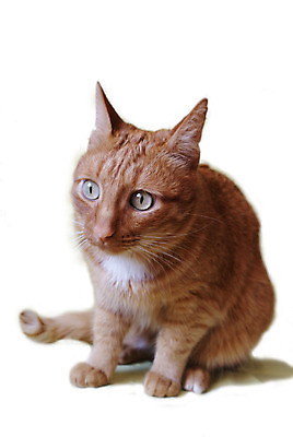 포토 JPG 해외이미지 동물 응시 사람없음 반려동물 고양이 수줍음 부드러움 생강 고립 혼자 해외202004 해외포토 시선 감정 채소 포유류 감각 파일형식 이미지허브