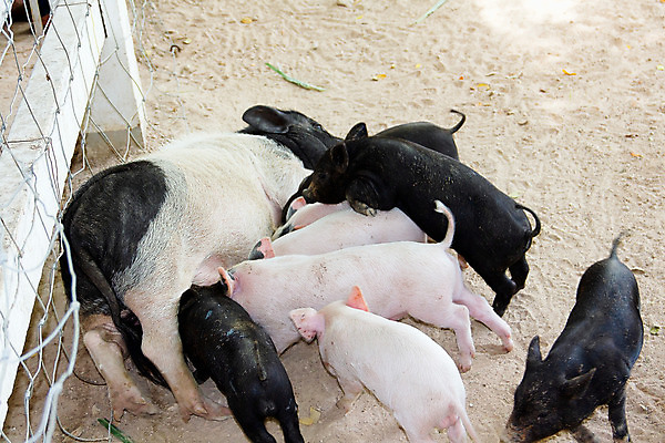 포토 JPG 해외이미지 동물 음식 포유류 가족 엄마 돼지고기 사람없음 농장 우유 아기 돼지 그룹 핥기 작음 가슴 먹기 배고픔 외양간 수유 해외202004 해외포토 농업 관계 모션 유제품 육류 사람 신체부위 크기 파일형식 이미지허브