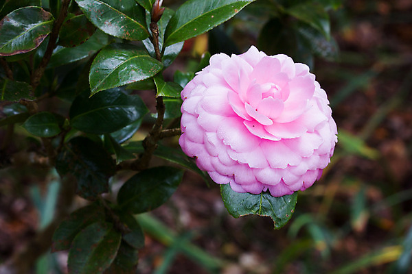 포토 JPG 해외이미지 식물 공원 꽃 분홍색 백그라운드 잎 꽃무늬 자연 사람없음 야외 초록색 컬러풀 환경 정원 봄 신선 닫기 진달래 내추럴 해외202004 해외포토 계절 공공시설 컬러 무늬 모션 생태계 파일형식 이미지허브