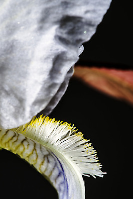 포토 JPG 해외이미지 식물 꽃 실루엣 잎 봄꽃 자연 선물 사람없음 정원 희망 봄 에너지 시골 우아함 닫기 원예 꽃가루 붓꽃 신앙심 스타일 해외202004 해외포토 계절 감정 컨셉 모션 촬영기법 취미 가루 생태계 파일형식 이미지허브