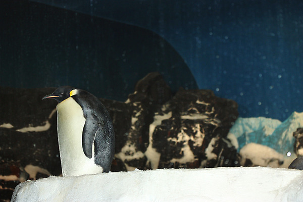 포토 JPG 해외이미지 사람없음 검은색 수영 추위 보호 남극 펭귄 부리 수족관 남쪽 이국적 해외202004 해외포토 컬러 컨셉 조류 수상스포츠 극지방 방향 파일형식 이미지허브