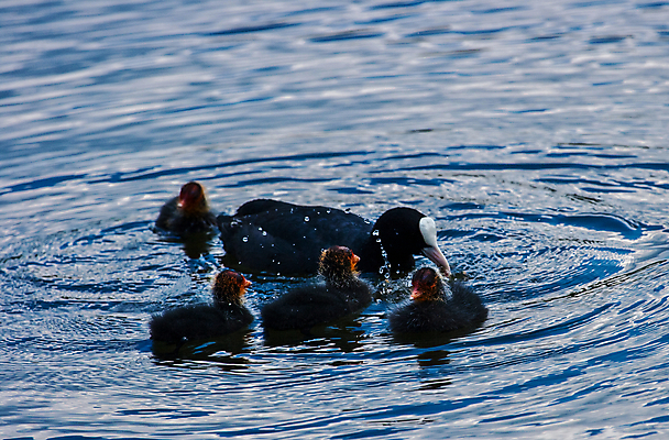 포토 JPG 해외이미지 주간 동물 야생동물 자연 조류 사람없음 야외 깃털 부리 백조 목 거위 물새 해외202004 해외포토 자연요소 신체부위 생태계 파일형식 이미지허브