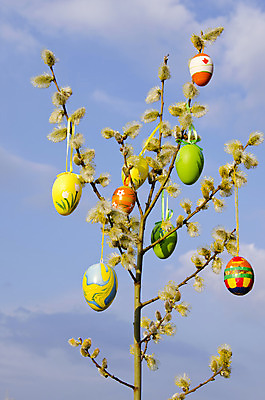 포토 JPG 해외이미지 나무 식물 전통 디자인 계절 꽃 행복 백그라운드 컨셉 포옹 자연 휴가 부활절 이벤트 사람없음 장식 초록색 파란색 컬러풀 노란색 계란 축제 고양이 봄 벚꽃 나뭇가지 축하 신선 그룹 4월 버드나무 솜털 내추럴 해외202004 해외포토 기념일 감정 컬러 포유류 안기 반려동물 알 날짜 생태계 파일형식 이미지허브