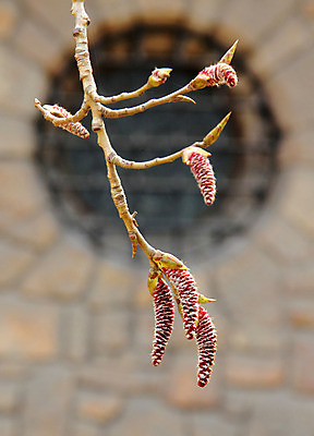 포토 JPG 해외이미지 나무 식물 꽃 줄기 분홍색 잎 농업 자연 사람없음 초록색 새싹 봄 성장 신선 묘사 시작 원예 심플 박테리아 모종 묘목 해외202004 해외포토 계절 산업 컬러 의학 취미 생태계 파일형식 이미지허브