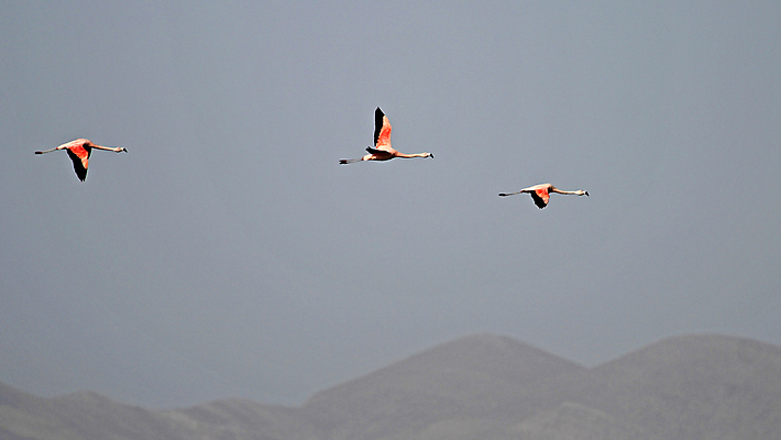 포토 JPG 해외이미지 동물 공원 호수 야생동물 분홍색 자연 조류 건조 풍경 사람없음 물 파란색 반사 여행객 미국 사막 황무지 플라밍고 사파리 시작 출발 소금 칠레 남쪽 석호 볼리비아 이국적 전국 해외202004 해외포토 자연요소 공공시설 컬러 컨셉 북아메리카 아메리카 사람 남아메리카 방향 생태계 파일형식 이미지허브