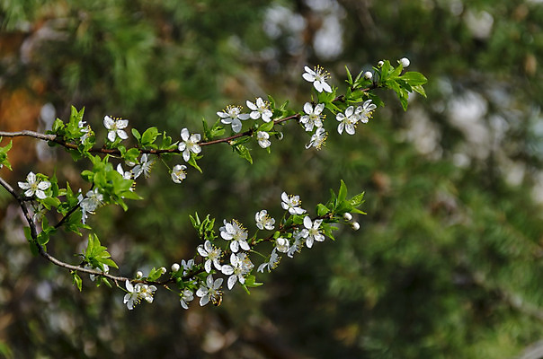 포토 JPG 해외이미지 나무 식물 계절 꽃 문화 줄기 백그라운드 잎 꽃무늬 자연 사람없음 초록색 노란색 정원 맑음 봄 성장 벚꽃 흰색 나뭇가지 신선 개화 우아함 순수 묘사 꽃가루 자두 내추럴 꽃수술 불가리아 해외202004 해외포토 컬러 컨셉 무늬 과일 날씨 가루 생태계 파일형식 남유럽 이미지허브