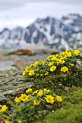 포토 JPG 해외이미지 식물 꽃 캐나다 자연 산 풍경 사람없음 야외 초록색 여름 노란색 들꽃 개화 황무지 닫기 정상 산등성이 암초 7월 내추럴 앨버타 로키산맥 해외202004 해외포토 계절 컬러 북아메리카 모션 날짜 생태계 파일형식 이미지허브