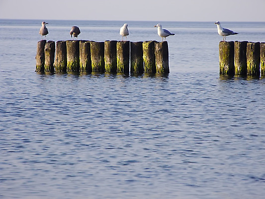 포토 JPG 해외이미지 모래 파도 바다 조류 풍경 사람없음 물 해조류 방파제 해외202004 해외포토 자연요소 동물 공공시설 해양식물 파일형식 이미지허브