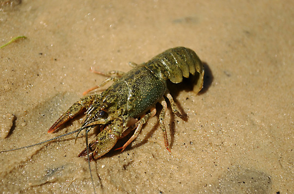 포토 JPG 해외이미지 동물 남자 모래 자연 사람없음 초록색 암 동물상 해외202004 해외포토 컬러 사람 조형물 질병 생태계 파일형식 이미지허브