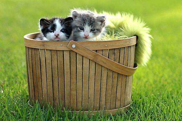 포토 JPG 해외이미지 동물 응시 새끼 수염 털 사람없음 야외 가로 초록색 반려동물 귀여움 고양이 줄무늬 회색 흰색 아기 달콤 작음 흰배경 슛 내추럴 기르기 유래 해외202004 해외포토 시선 컬러 백그라운드 컨셉 무늬 포유류 사람 맛 크기 돌봄 파일형식 이미지허브