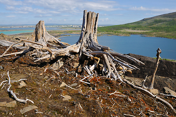 포토 JPG 해외이미지 나무 식물 호수 자연 산 건조 풍경 사람없음 목재 환경 죽음 숲 언덕 부식 뿌리 교외 생태학 옛날 해외202004 해외포토 교육 재료 생태계 파일형식 이미지허브
