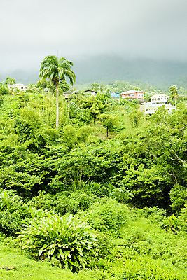 포토 JPG 해외이미지 식물 외관 여행 자연 손바닥 풍경 사람없음 야외 초록색 야자수 마을 미국 세계여행 중앙아메리카 숲 내추럴 서인도제도 해외202004 해외포토 나무 손 컬러 북아메리카 아메리카 세계 생태계 파일형식 이미지허브
