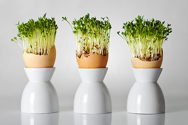 포토 JPG 해외이미지 전통 계절 행복 음식 백그라운드 컨셉 자연 휴가 부활절 건강 3 미술 서기 사람없음 장식 초록색 갈색 계란 봄 재활용 회색 껍질 흰색 축하 신선 그룹 아침식사 심볼 에코 내추럴 구성 생태학 취급주의 해외202004 해외포토 교육 기념일 감정 컬러 모션 문화예술 경고 환경 알 식사 친환경 생태계 파일형식 이미지허브