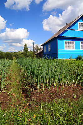 포토 JPG 해외이미지 식물 응시 음식 줄기 백그라운드 농업 채소 재료 하늘 양파 생물 주택 건강 요리 사람없음 초록색 여름 파란색 햇빛 농장 정원 봄 성장 신선 시장 맛 농부 땅 먹기 민트 허브 가득함 향신료 유기농 날것 부추 길이 채식주의자 샬롯 해외202004 해외포토 직업 웰빙 시선 계절 산업 컬러 컨셉 모션 건물 태양 채식 향미료 파일형식 이미지허브