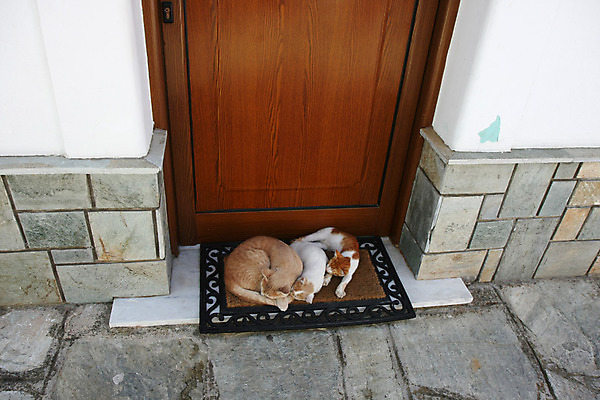 포토 JPG 해외이미지 동물 가족 자연 사람없음 야외 친구 반려동물 고양이 잠 달콤 해외202004 해외포토 포유류 관계 맛 생태계 파일형식 이미지허브
