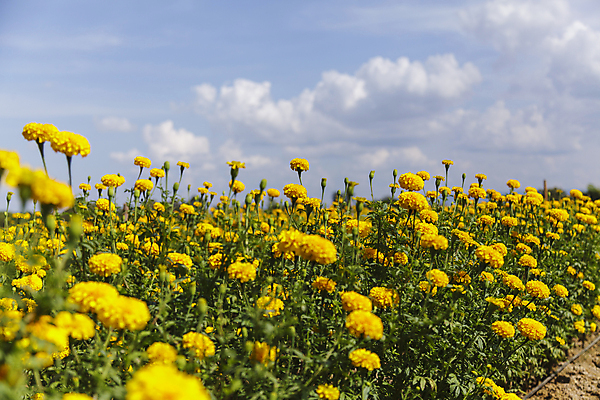 포토 JPG 해외이미지 식물 계절 꽃잎 꽃 백그라운드 잎 꽃무늬 밭 오렌지 자연 하늘 사람없음 장식 초록색 파란색 컬러풀 햇빛 노란색 정원 봄 활발 벚꽃 신선 개화 황금 허브 화단 내추럴 해외202004 해외포토 컬러 컨셉 무늬 농업 과일 태양 생태계 파일형식 이미지허브